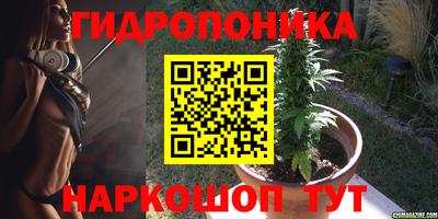 шишки Кингисепп