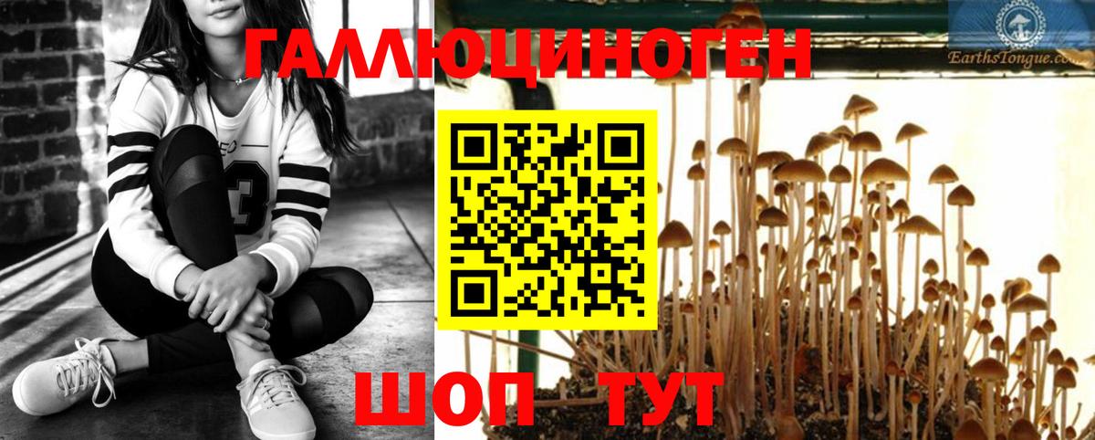 Псилоцибиновые грибы Cubensis Кропоткин
